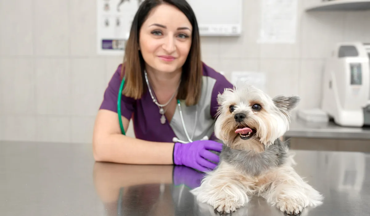 Which Pet Insurance Should I Get?