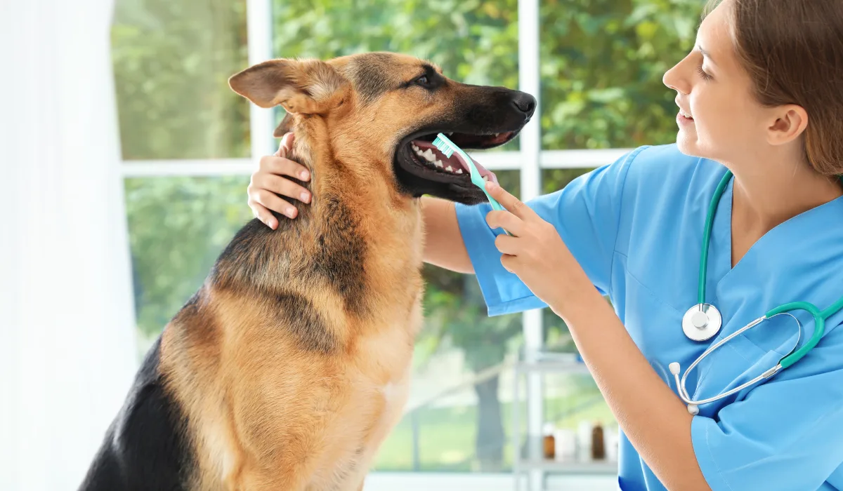 dog teeth cleaning